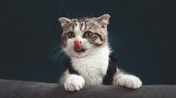 عقوبات دولية تطال القطط الروسية