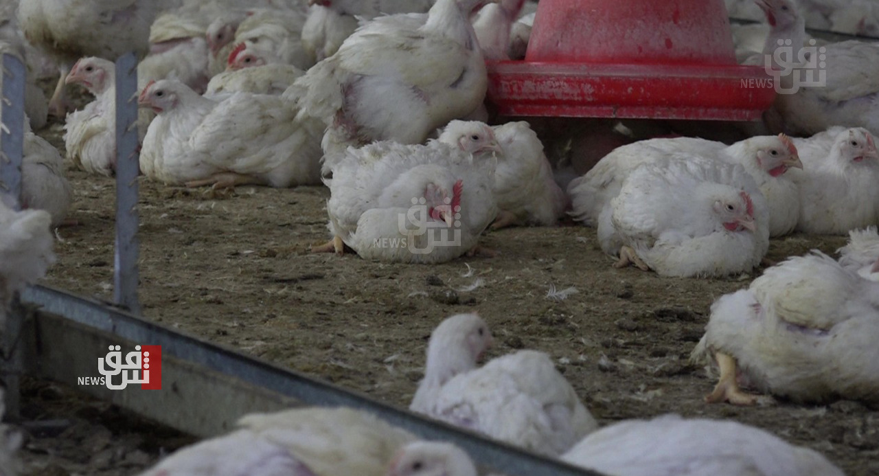 بسبب قرار حكومي.. 3 آلاف حقل دجاج في نينوى مهددة بخسائر بالمليارات