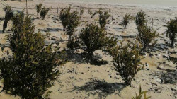 لأول مرة.. العراق يزرع نبات "المنغروف" المقاوم للأملاح في سواحله