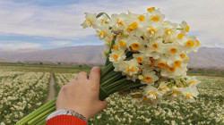 إيلام تخصص مساحة لزراعة 170 مليون زهرة نرجس