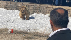 خرس پەلامار ئاواییگ لە کوردستان دەێد.. ڤیدیۆ