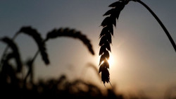تراجع نسبة انتاج القمح والحبوب في أوكرانيا