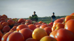 إيران تعلن تصدير محصول الطماطم إلى العراق وسوريا