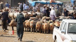 جريحان بإطلاق نار داخل سوق المواشي في اربيل