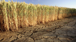تقرير رسمي امريكي: الجفاف يجبر العراق على زيادة استيراد القمح 