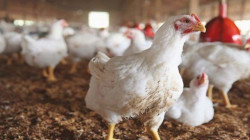 شركة برازيلية تستحصل تراخيص لتصدير الدجاج والديك الرومي الى العراق