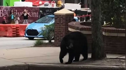 خرس  گەپیگ وەرەلا بوودە ناو شاریگ ئەمریکی.. ڤیدیۆ
