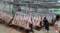 السليمانية.. ضخ أكثر من 660 الف كيلو غرام من اللحوم و مصادرة طن ونصف أخرى 