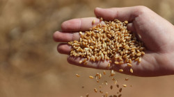 برلماني محذراً من نفاد القمح: خزين العراق من هذه المادة لا يكفي لشهر 