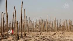 أطلال نخيل خاوية تعمق مخاوف التغير المناخي في بغداد (صور)
