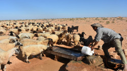 انفجار يستهدف قطيع أغنام في قضاء كفري