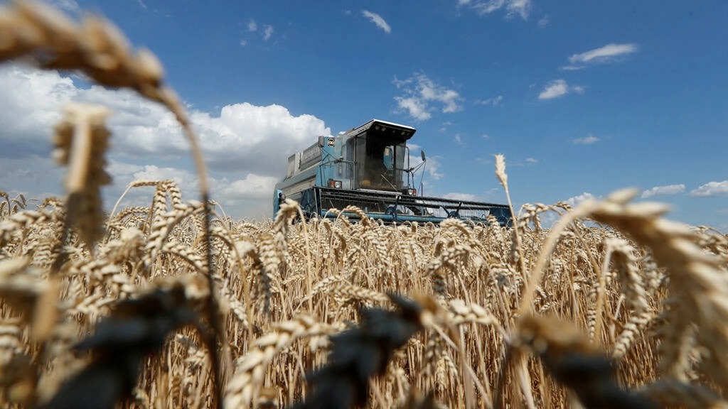 توقعات بانخفاض انتاج القمح في كوردستان 