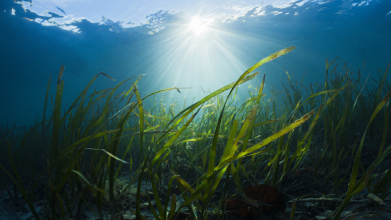"Sound the alarm" at discovering a large puddle of sugar in the oceans