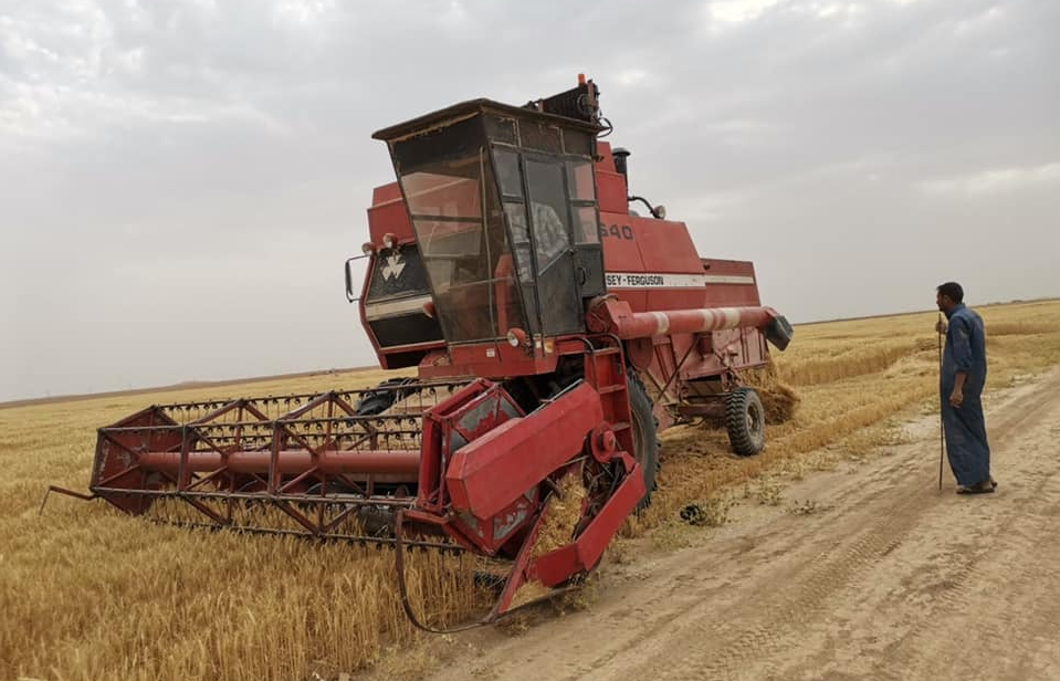 كرميان تواصل حصاد القمح وتوقعات بانخفاض الإنتاج الى الثلث