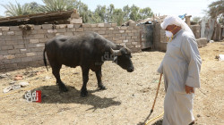 تسجيل أول حالة وفاة لمصاب بالحمى النزفية في الكوت