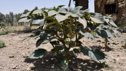 إتلاف نبات مخدر  ظهر بشكل طبيعي في مدينة عراقية (صور)
