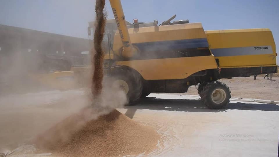 محافظة عراقية تسوق قرابة 300 ألف طن من القمح وتثني على مزارعيها