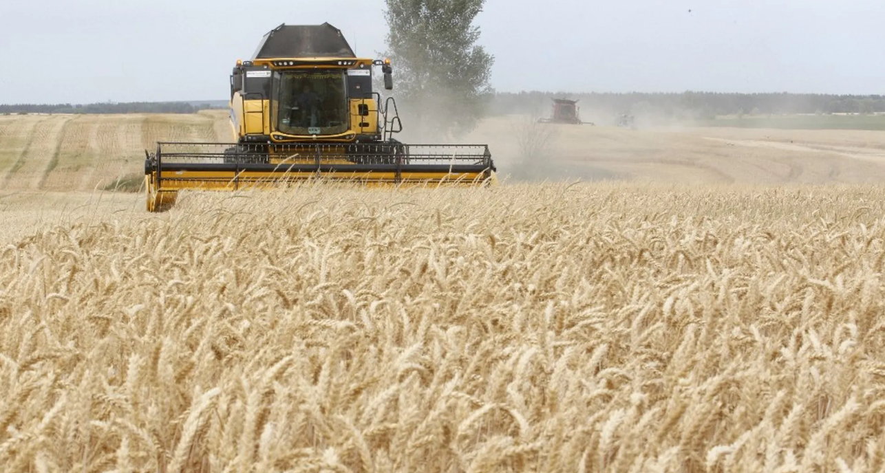 المثنى تعلن انطلاق عملية تسويق محصول الحنطة: الرقم سيكون تاريخيا