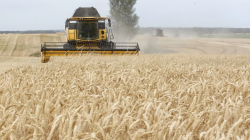 Iraqi Ministry denies reports about buying Ukrainian wheat through Russia 