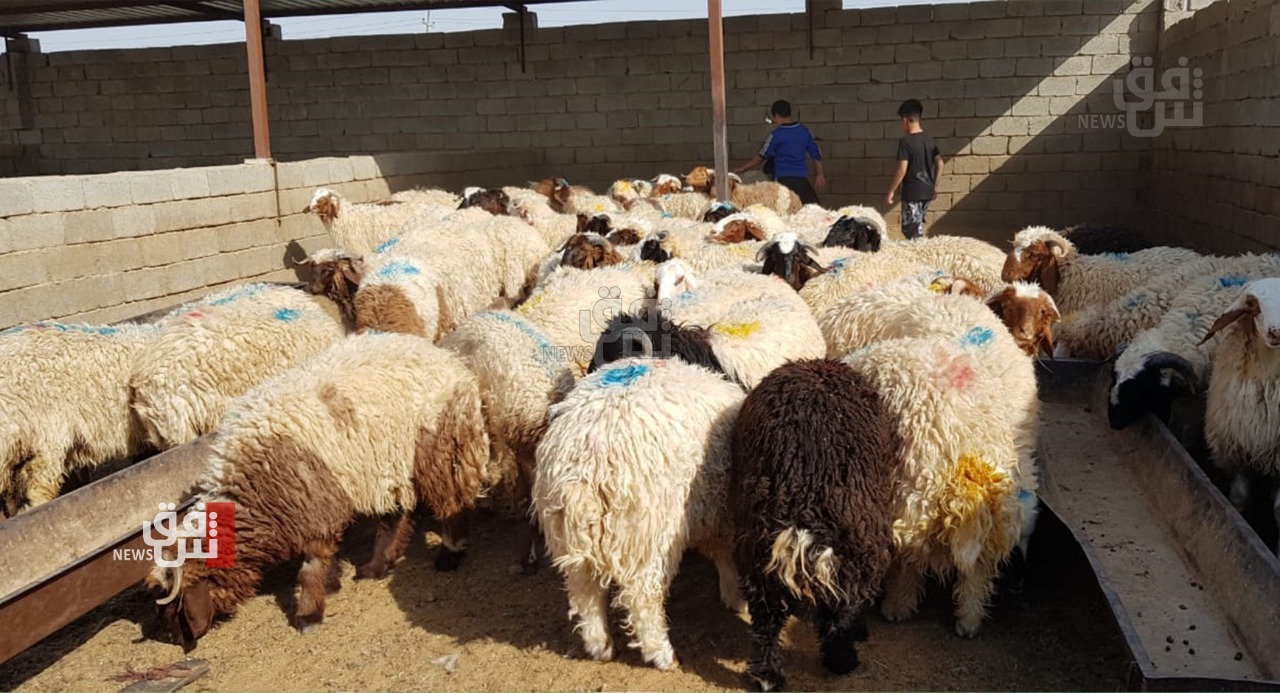 الدولار والحمى النزفية يضربان أضاحي العيد في ديالى