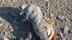 مخلوق مخيف على شاطئ في مصر وخبراء يكشفون هويته