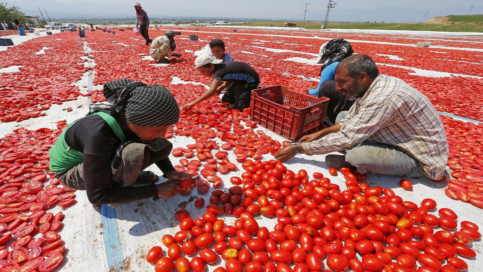 العراق في مقدمة المستوردين للقطاع الزراعي التركي