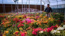 الزراعة العراقية تقر برنامجاً لإكثار نباتات الزينة وأزهار القطف لمكافحة التصحر