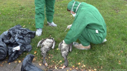 Bird flu outbreak on a UK Islands risks ‘unprecedented wildlife tragedy’