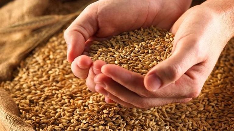 إقليم كوردستان يسمح باستيراد 80 ألف طن من بذور القمح 