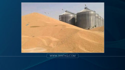 تجارة كوردستان تعلن تسلمها أكبر كمية من القمح لهذا الموسم