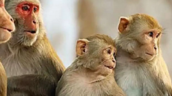 رفقاً بـ"القرود".. علماء يفكرون بتغيير اسم المرض