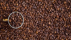 علماء براكين يتوصلون إلى سر الحصول على قهوة أفضل