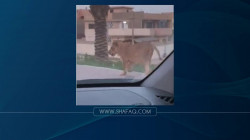 شرطة بغداد: سنحاسب مقتني "الحيوانات المفترسة" وندعو للتبليغ عنهم