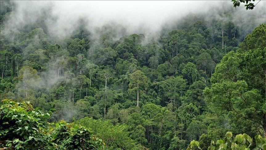 Colombia says deforestation fell 29% in 2022
