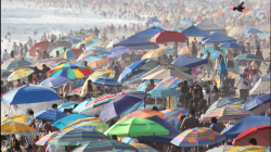 'Small piranhas': Beachgoers in California cause pain and draw blood