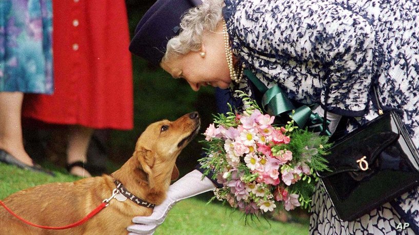 بعد وفاة الملكة اليزابيث.. مصير كلابها يشغل البريطانيين