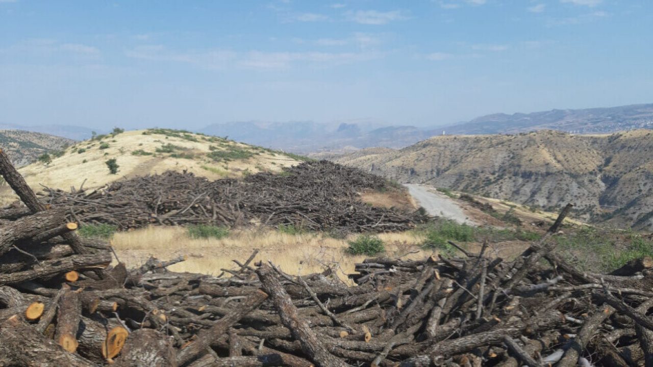 برلماني: تركيا تقطع الأشجار في إقليم كوردستان وتحولها لأثاث وفحم 