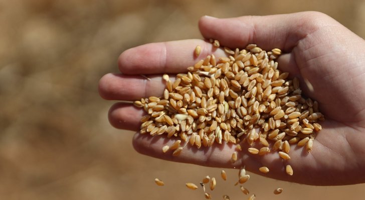 القمح والألبان أهم استيرادات العراق من استراليا
