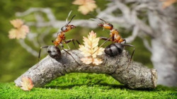 توێژینەوە: مرووژە زەوی داگیر کەێد