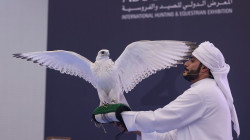 في الإمارات.. بيع صقر بأكثر من ربع مليون دولار (صور)