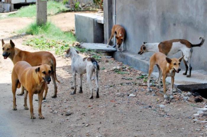 Half a million stray dogs in Iraq.. Traumatized students ahead of the  school year - Shafaq News