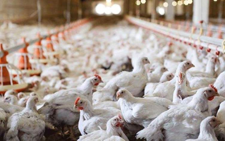 جمعية الدواجن الكوردستانية: الإقليم يمتلك أضعاف حاجته السنوية من الدجاج 