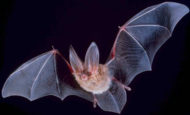 اكتشاف فيروس جديد في الخفافيش