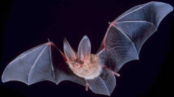 اكتشاف فيروس جديد في الخفافيش