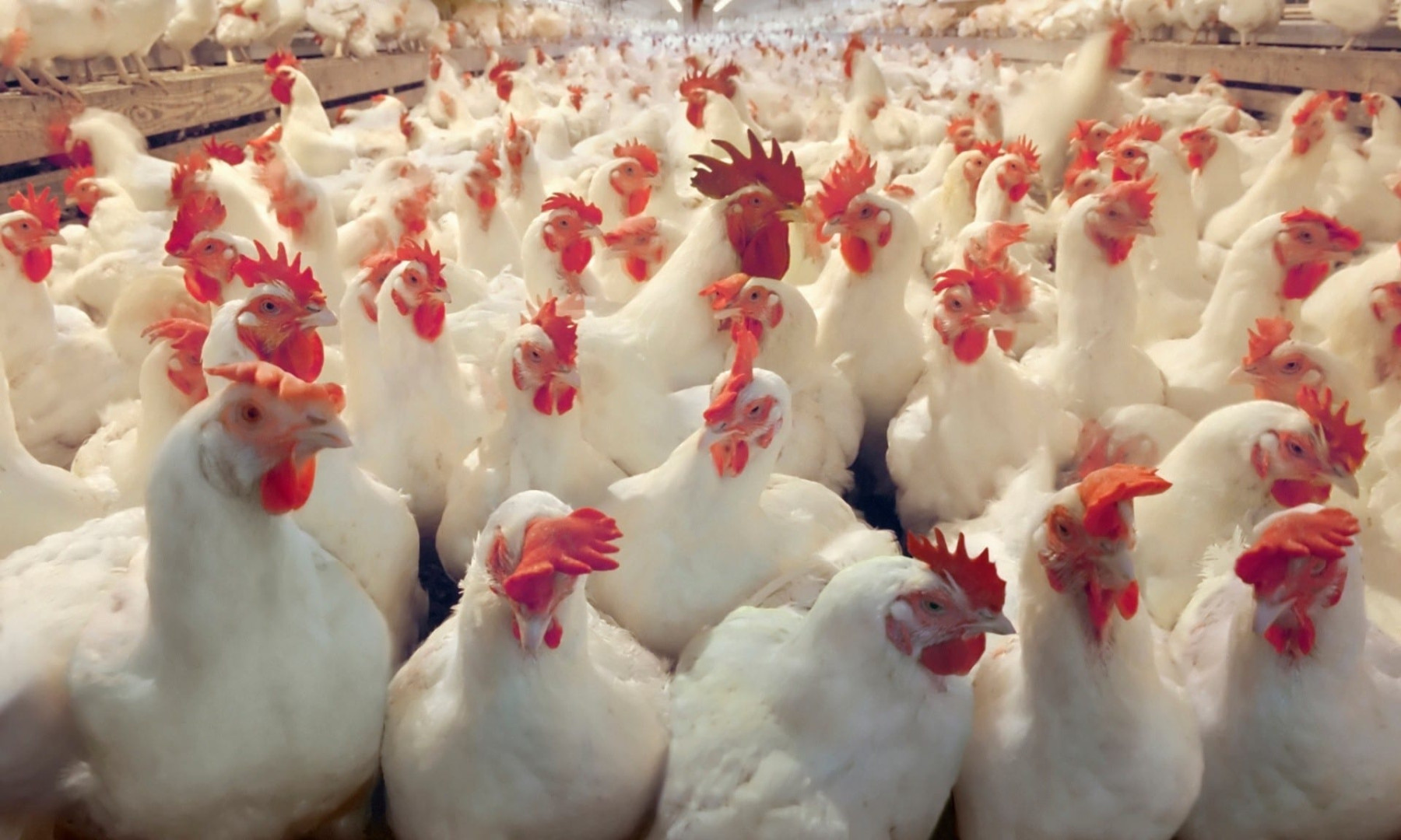 أسعار الدجاج تحلّق في السليمانية