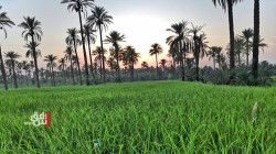 الحكومة العراقية تقرر زيادة المساحة الزراعية للموسم الحالي