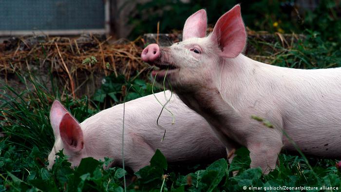 جمعية المانية تنقذ خنزيراً صغيراً من الإدمان على الكحول
