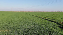بسبب الإيرادات المائية.. محافظة عراقية تخفض خطتها الزراعية الشتوية 60%