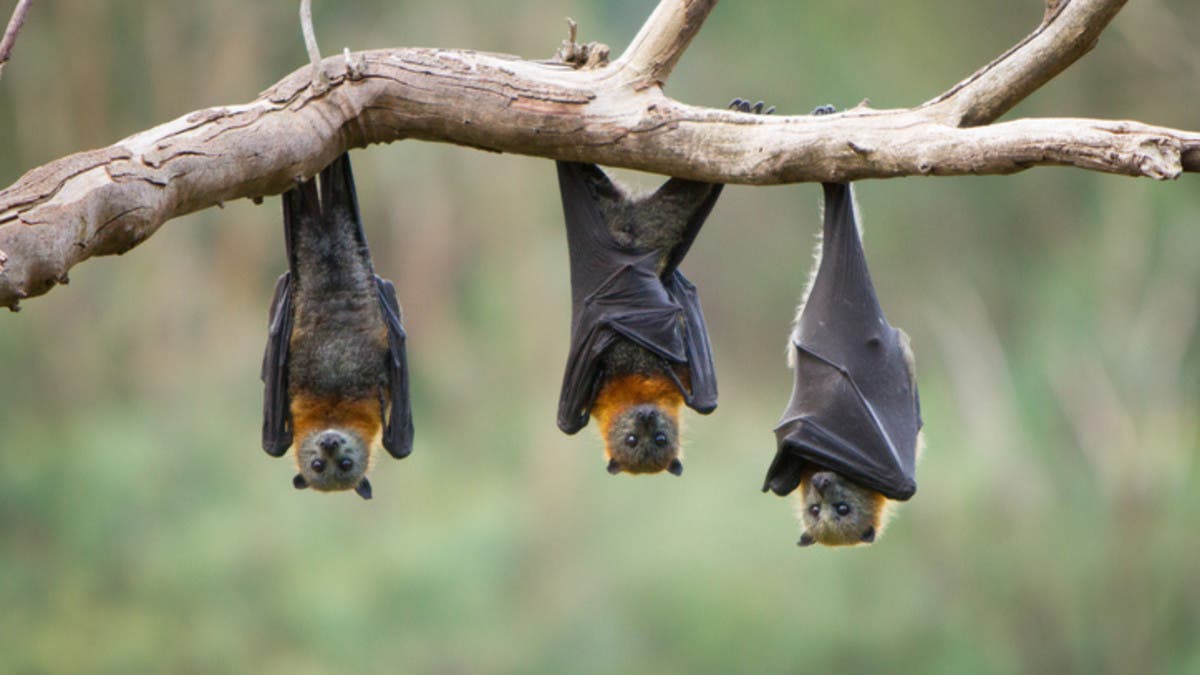 اكتشاف 9 أنواع جديدة من فيروسات كورونا في خفافيش المملكة المتحدة