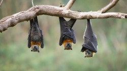 اكتشاف طفيليات جديدة في الخفافيش والعلماء يحذرون من أمراض خطيرة